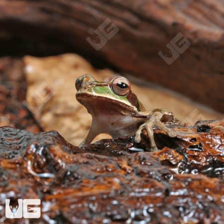 Masked Tree Frogs (Smilisca phaeota) for sale