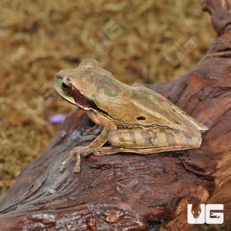 Masked Tree Frogs (Smilisca phaeota) for sale