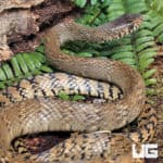 Oriental Ratsnake (Ptyas mucosa) for sale - Underground Reptiles