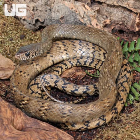 Oriental Ratsnake (Ptyas mucosa) for sale - Underground Reptiles