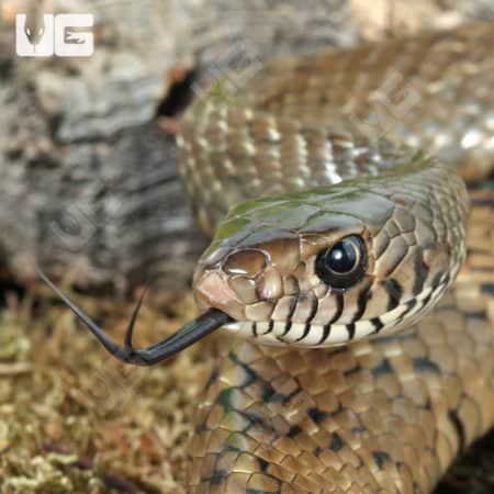 Oriental Ratsnake (Ptyas mucosa) for sale - Underground Reptiles