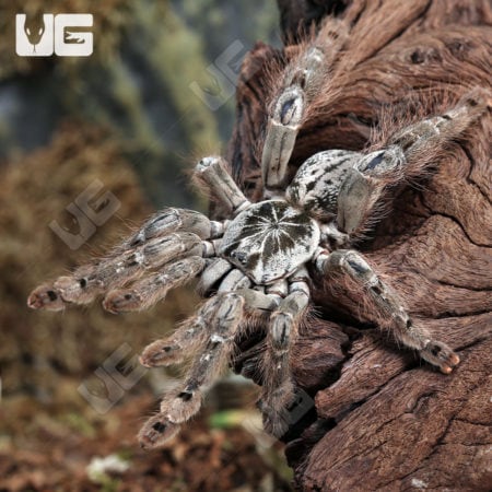 Ornamental Baboon Tarantulas (Heteroscrodra maculata) For Sale - Underground Reptiles