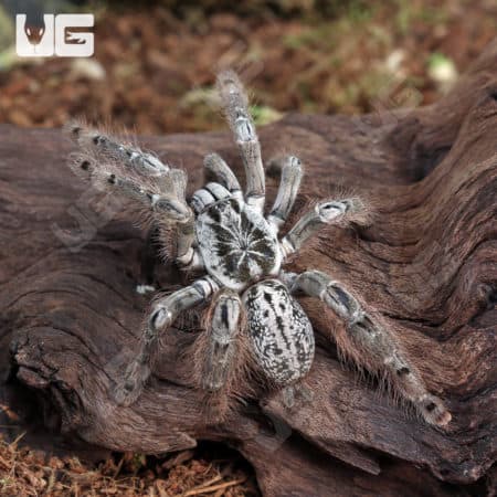 Ornamental Baboon Tarantulas (Heteroscrodra maculata) For Sale - Underground Reptiles