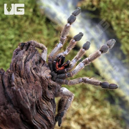 Ornamental Baboon Tarantulas (Heteroscrodra maculata) For Sale - Underground Reptiles