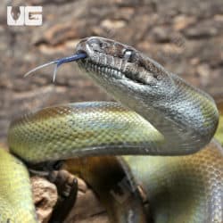 Papuan Python (Apodora papuana) For Sale - Underground Reptiles