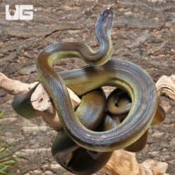 Papuan Python (Apodora papuana) For Sale - Underground Reptiles