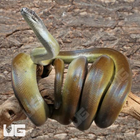 Papuan Python (Apodora papuana) For Sale - Underground Reptiles