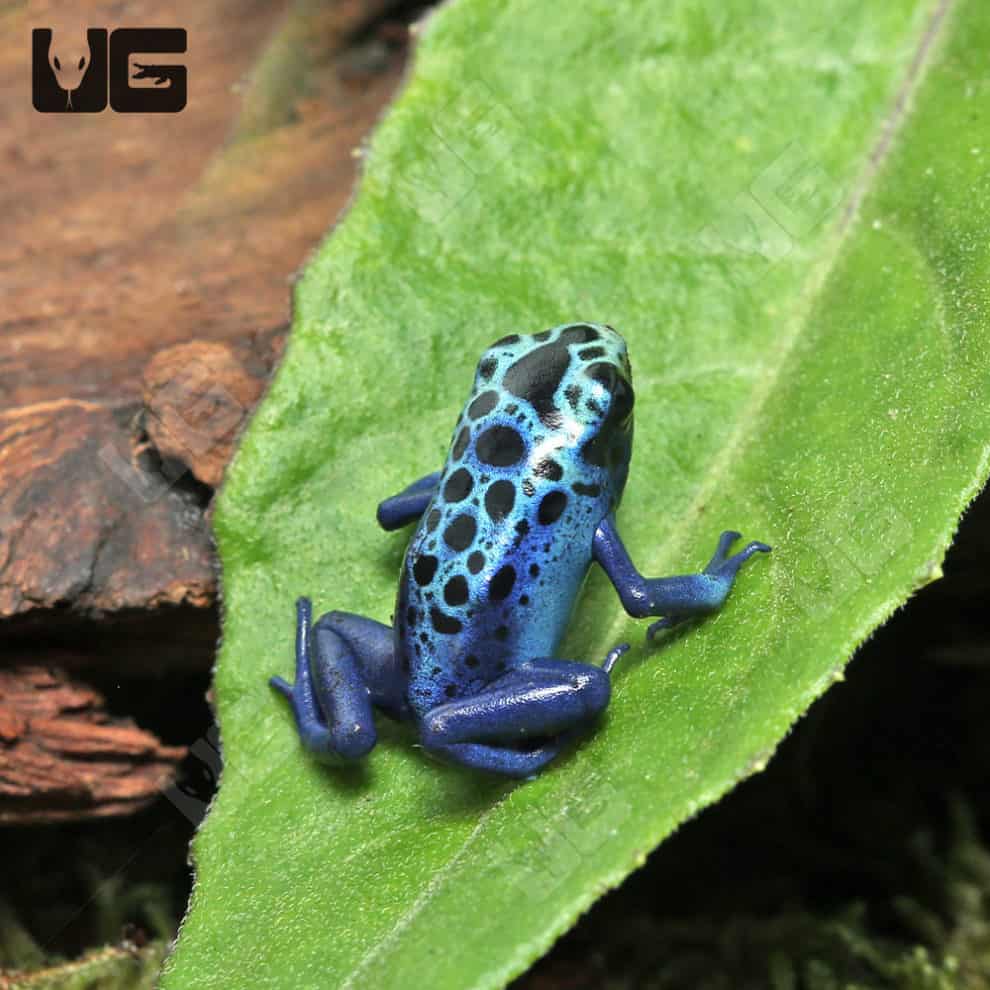 Green Sipaliwini Dart Frogs For Sale - Underground Reptiles