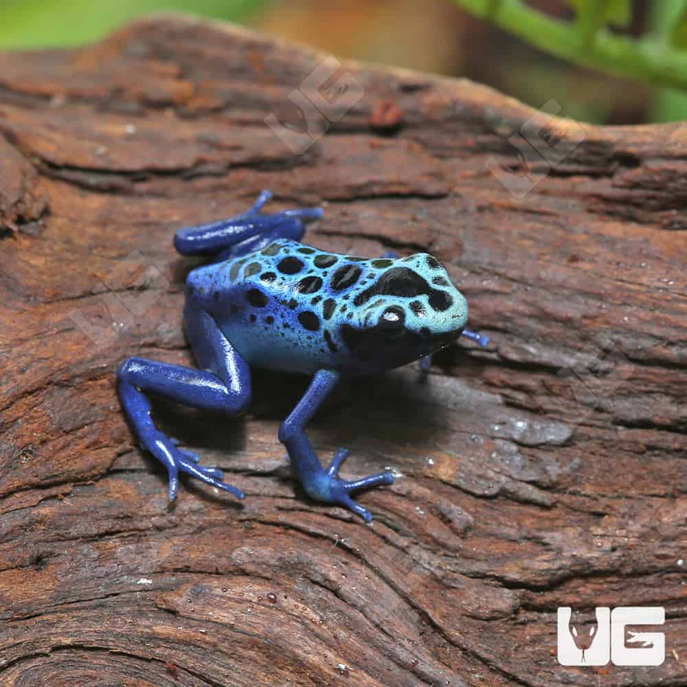 Green Sipaliwini Dart Frogs (Dendrobates tinctorious) for sale