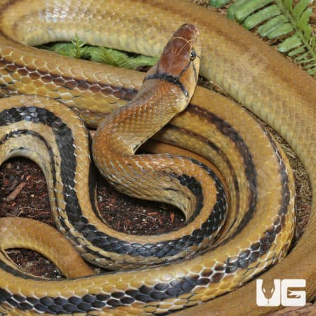 Radiated Ratsnake (Coelognathus radiatus) for sale - Underground Reptiles