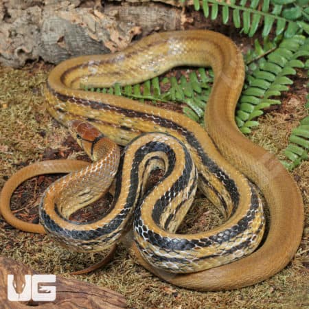 Radiated Ratsnake (Coelognathus radiatus) for sale - Underground Reptiles