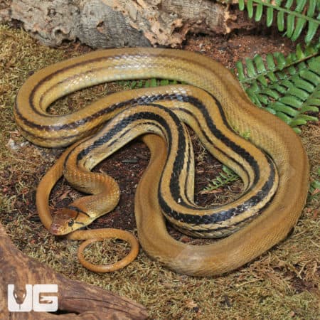 Radiated Ratsnake (Coelognathus radiatus) for sale - Underground Reptiles