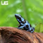 Baby Reticulated Blue And Black Auratus Dart Frogs (Dendrobates auratus) for sale