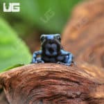 Baby Reticulated Blue And Black Auratus Dart Frogs (Dendrobates auratus) for sale