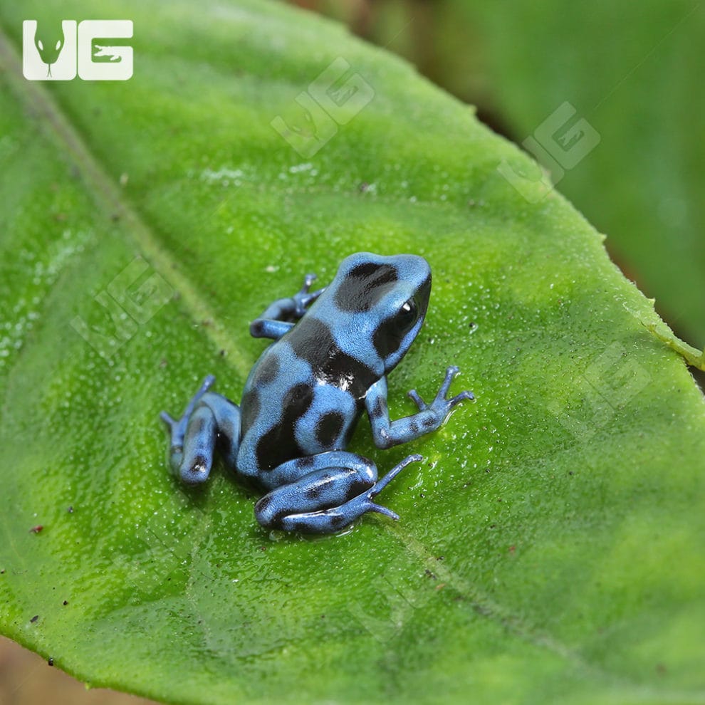 Baby Reticulated Blue And Black Auratus Dart Frogs For Sale