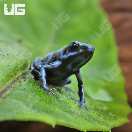 Baby Reticulated Blue And Black Auratus Dart Frogs (Dendrobates auratus) for sale