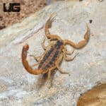 Texas Striped Bark Scorpions (Centruroides vittatus) For Sale - Underground Reptiles