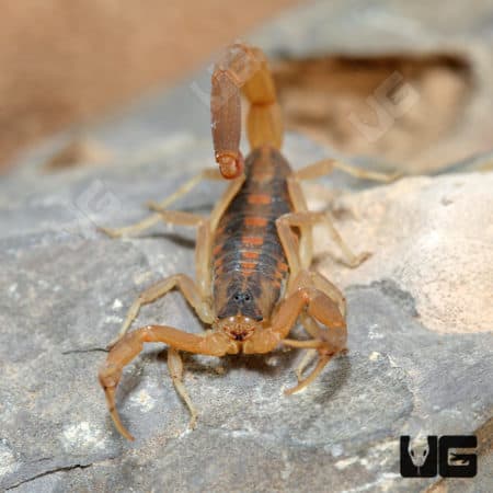 Texas Striped Bark Scorpions (Centruroides vittatus) For Sale - Underground Reptiles