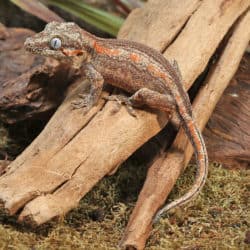 Sub-Adult High Contrast Striped Gargoyle Geckos (Rhacodactylus auriculatus) For Sale - Underground Reptiles