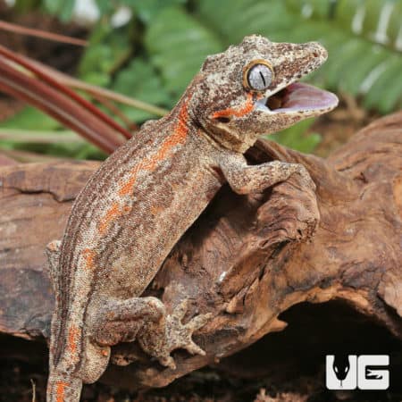 Sub-Adult High Contrast Striped Gargoyle Geckos (Rhacodactylus auriculatus) For Sale - Underground Reptiles