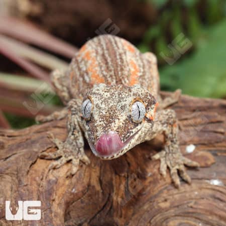 Sub-Adult High Contrast Striped Gargoyle Geckos (Rhacodactylus auriculatus) For Sale - Underground Reptiles