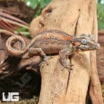 Sub-Adult High Contrast Striped Gargoyle Geckos (Rhacodactylus auriculatus) For Sale - Underground Reptiles