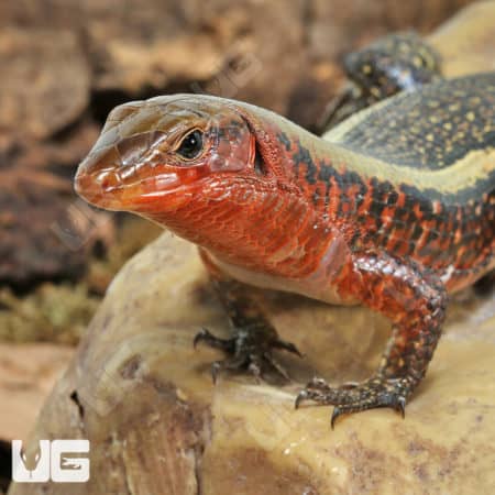Zonosaurus Laticaudatus (Zonosaurus laticaudatus) for sale