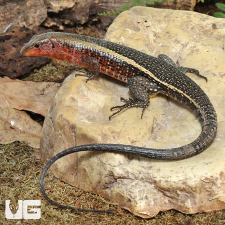 Zonosaurus Laticaudatus (Zonosaurus laticaudatus) for sale
