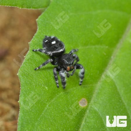 White Phase Bold Jumping Spider (Phidippus audax) For Sale - Underground Reptiles