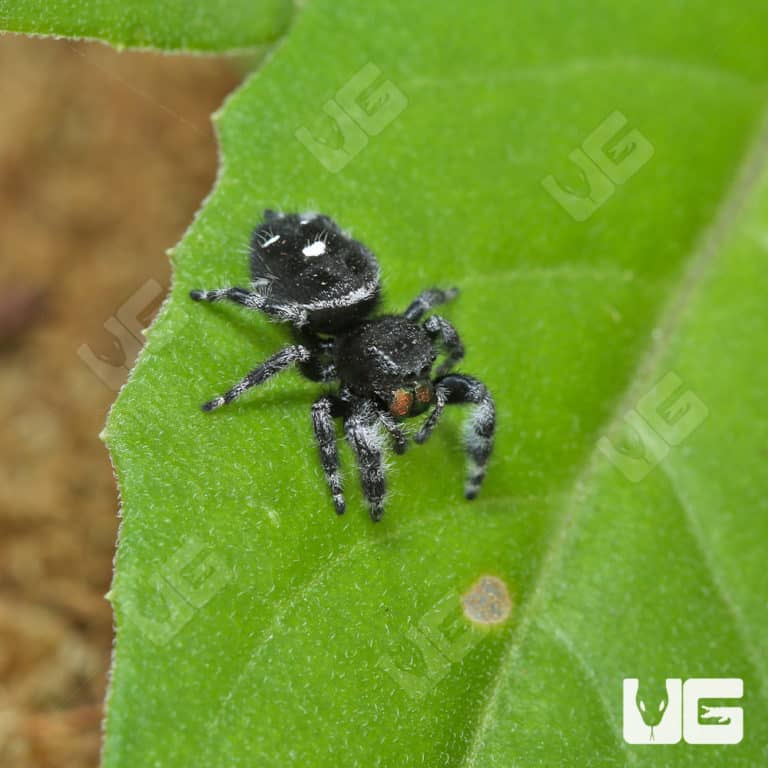 White Phase Bold Jumping Spider (Phidippus audax) For Sale