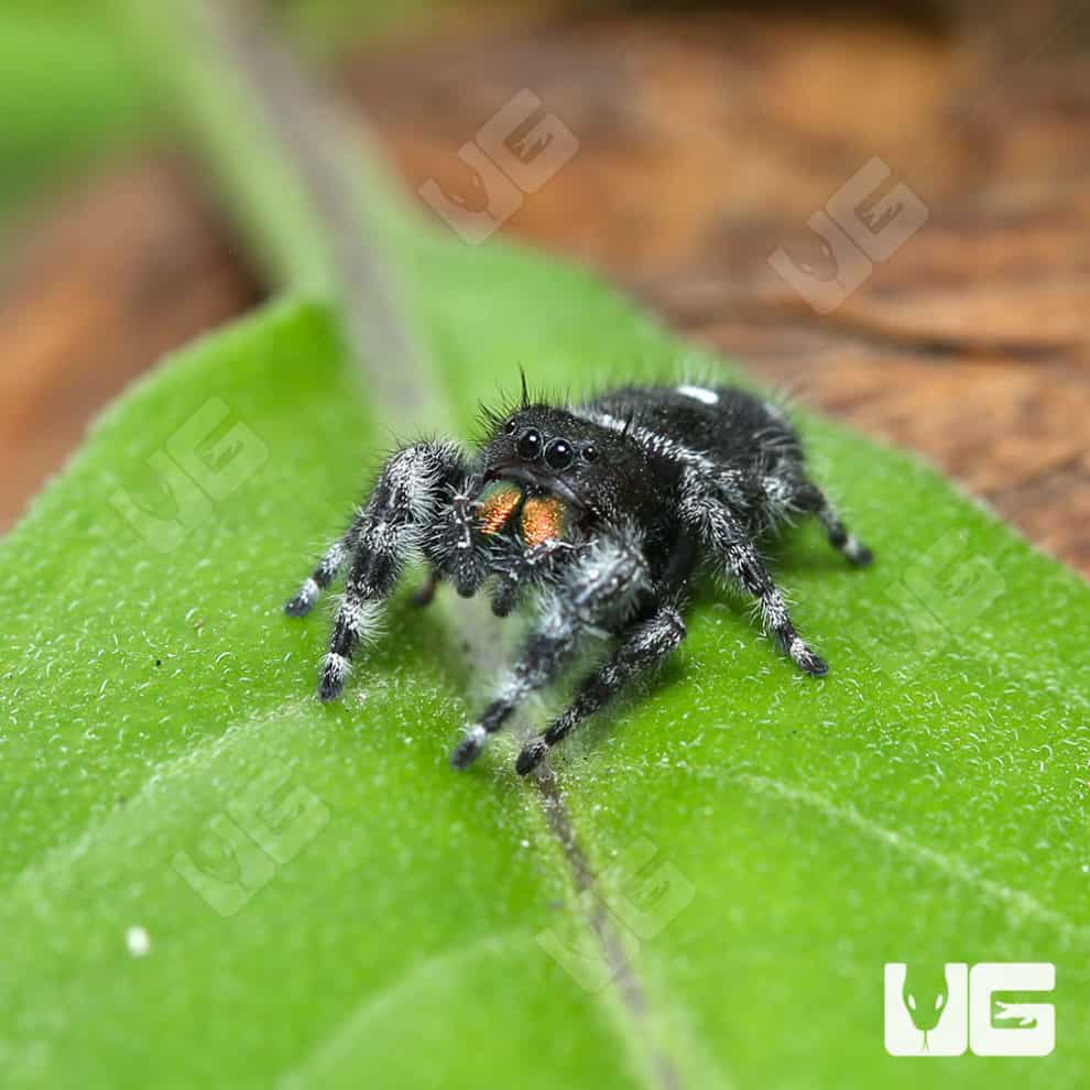 White Phase Bold Jumping Spider (Phidippus audax) For Sale