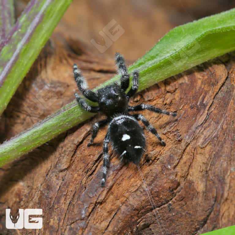 White Phase Bold Jumping Spider (Phidippus audax) For Sale
