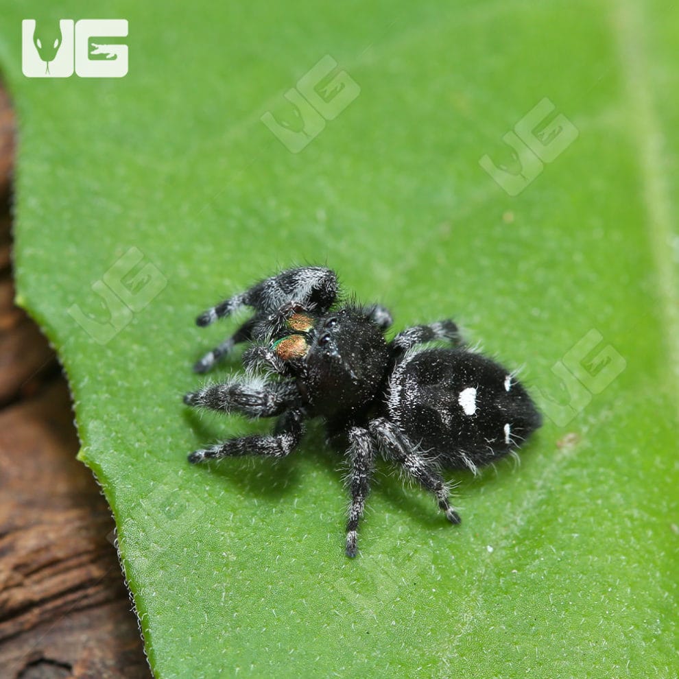 White Phase Bold Jumping Spider (Phidippus audax) For Sale