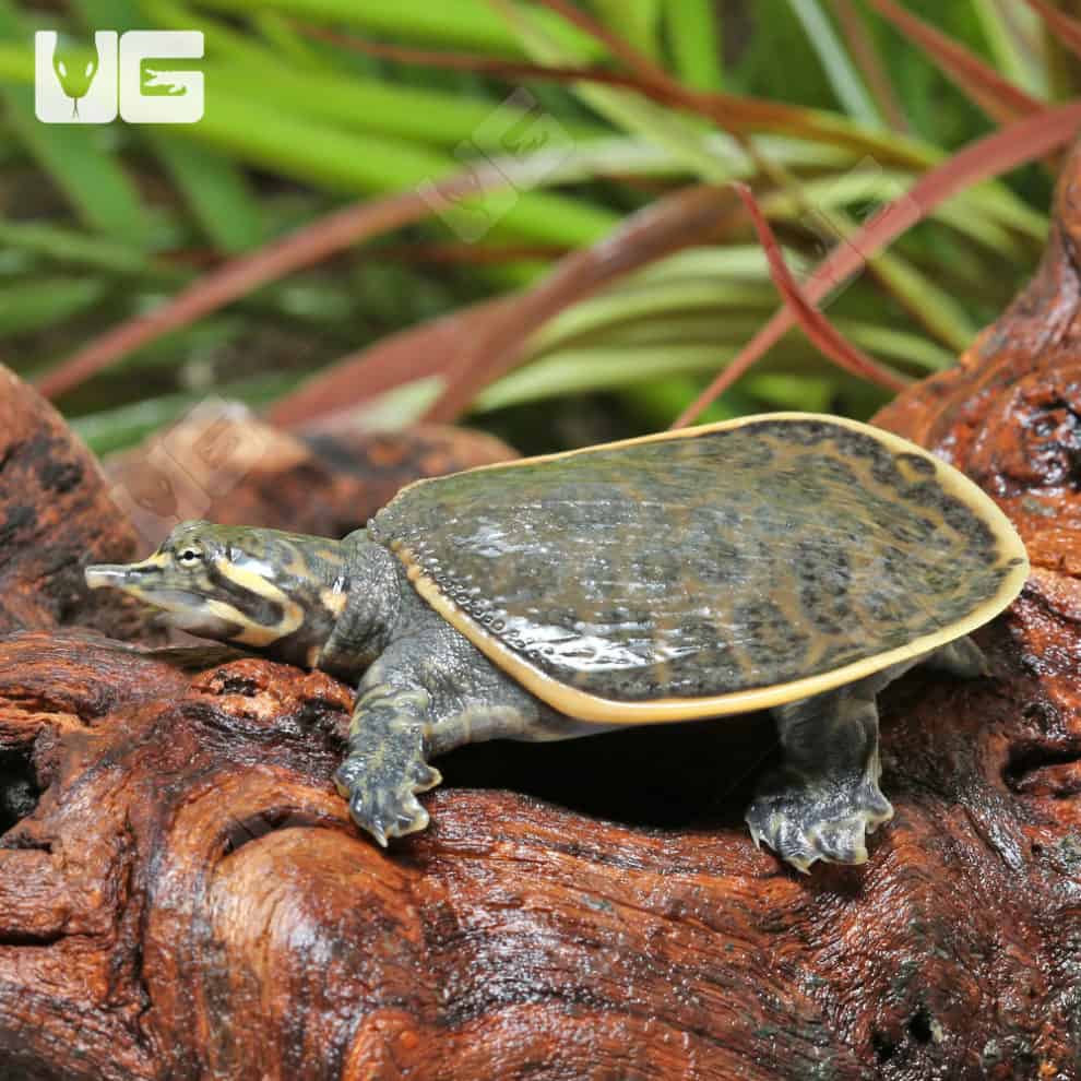 Baby Florida Softshell Turtles For Sale - Underground Reptiles