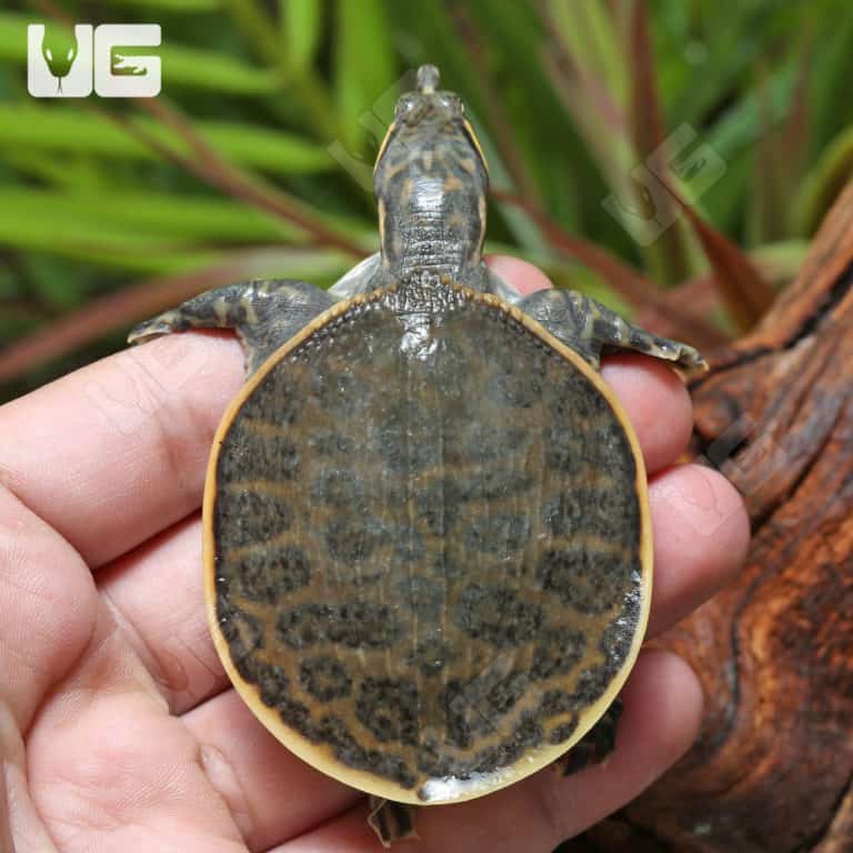 Baby Florida Softshell Turtles For Sale - Underground Reptiles