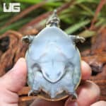 Yearling Florida Softshell Turtles (Apalone ferox) For Sale - Underground Reptiles