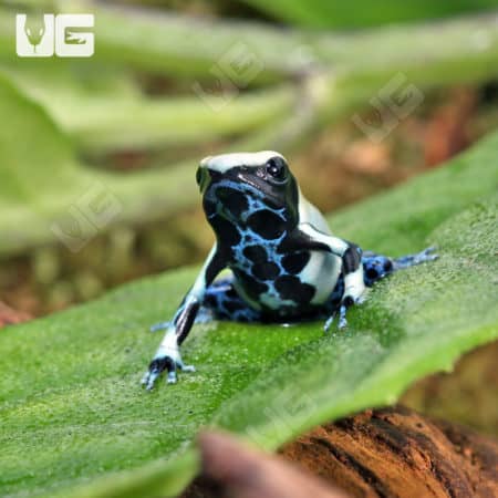 Yellowback Tinctorius Dart Frogs (Dendrobates tinctorious) for sale