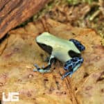 Yellowback Tinctorius Dart Frogs (Dendrobates tinctorious) for sale