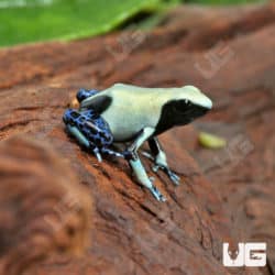 Yellowback Tinctorius Dart Frogs (Dendrobates tinctorious) for sale