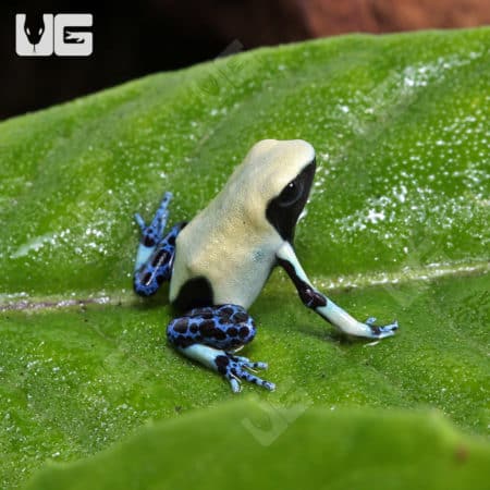 Yellowback Tinctorius Dart Frogs (Dendrobates tinctorious) for sale