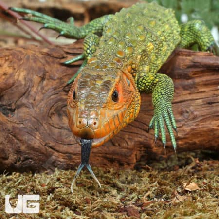 Baby Caiman Lizards (Dracaena guianensis) For Sale - Underground Reptiles