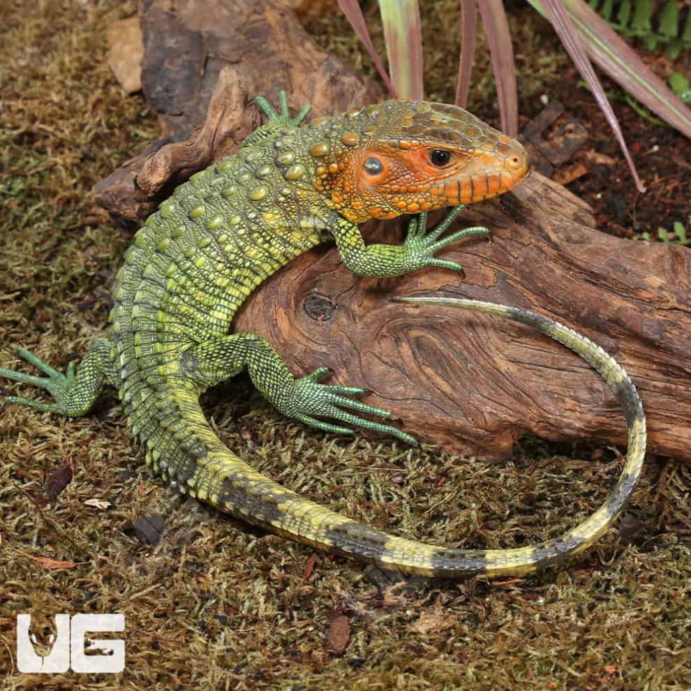 Baby Caiman Lizards For Sale - Underground Reptiles