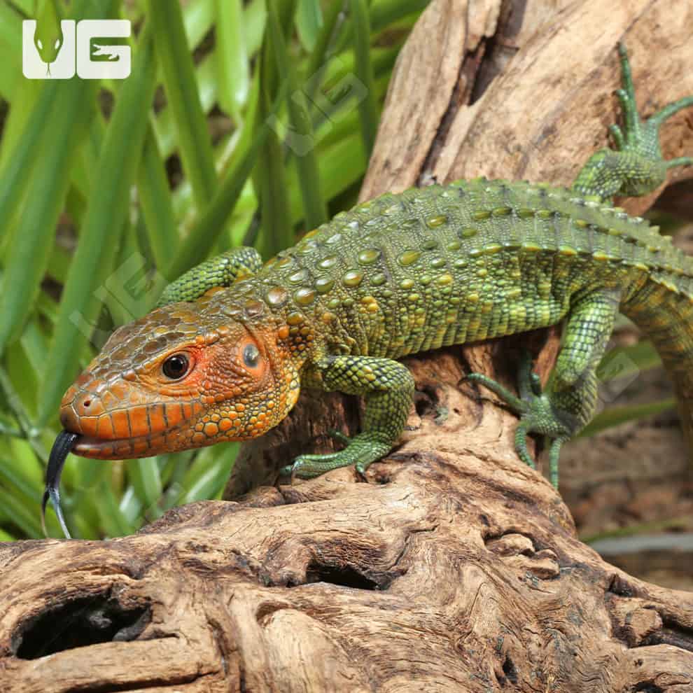 Baby Caiman Lizards For Sale Underground Reptiles