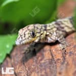Baby Chameleon Gecko (Eurodactylodes Vieillardi) for sale