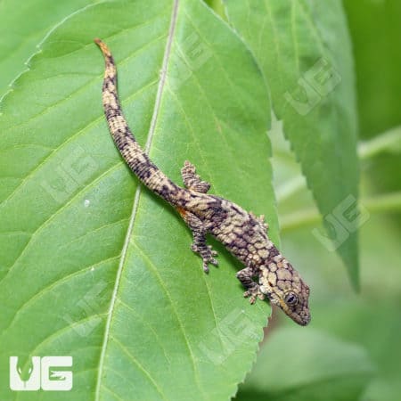 Baby Chameleon Gecko (Eurodactylodes Vieillardi) for sale