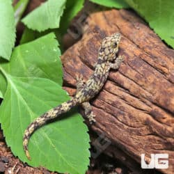 Baby Chameleon Gecko (Eurodactylodes Vieillardi) for sale