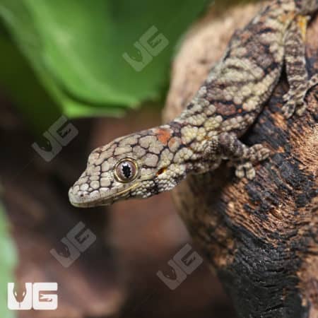 Baby Chameleon Gecko (Eurodactylodes Vieillardi) for sale