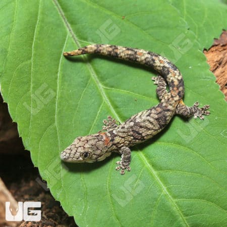 Baby Chameleon Gecko (Eurodactylodes Vieillardi) for sale
