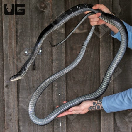 Greater Keeled Ratsnake (Ptyas carinata) For Sale - Underground Reptiles