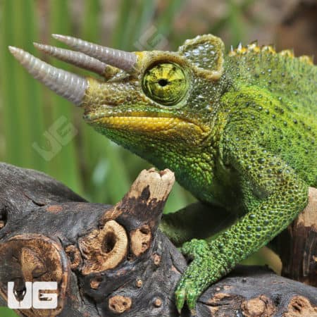Jacksons Chameleons (Trioceros jacksonii) for sale